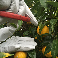 ゆずの収穫作業の写真02