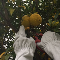 ゆずの収穫作業の写真03